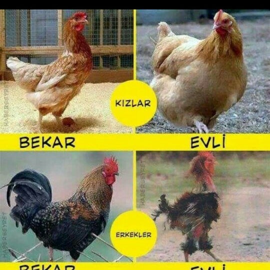 xnxx brazzers porn gay sikiş izle