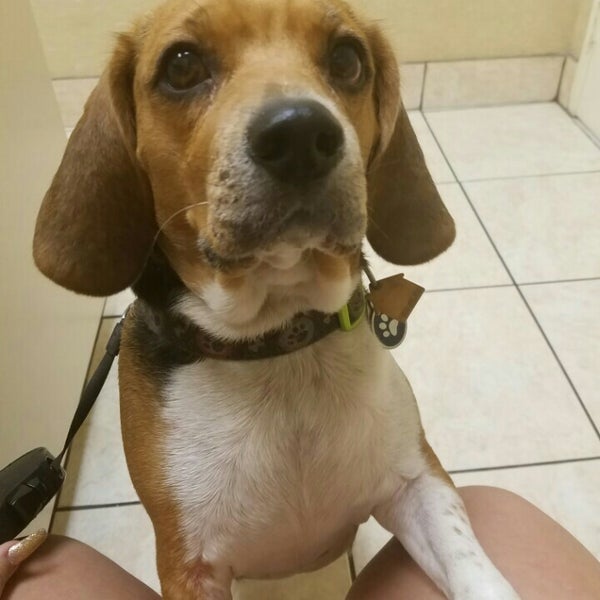 wiles animal hospital