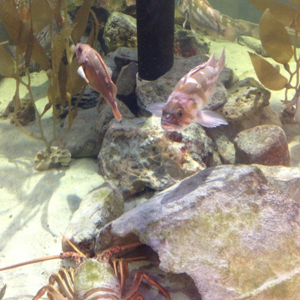 Foto scattata a Santa Monica Pier Aquarium da C. L. il 1/30/2013