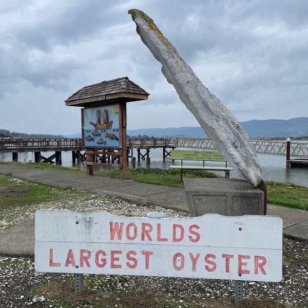Worlds 2024 largest oyster