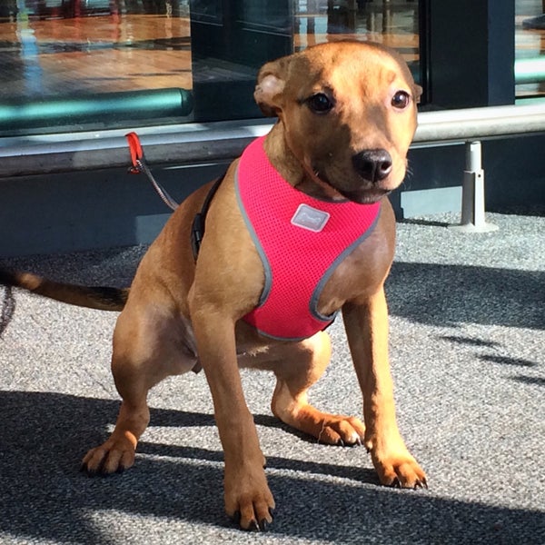 Asda dog harness discount