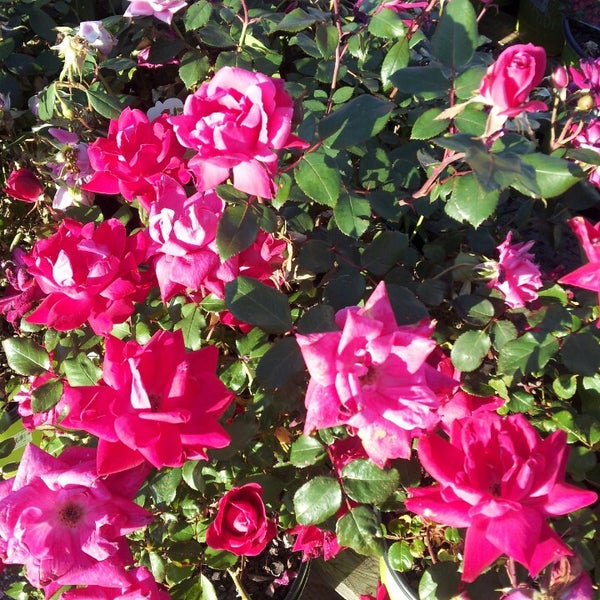 Photos at The Home Depot Hardware Store in Horn Lake