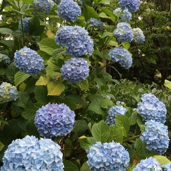 Photos At 福智山ろく花公園 直方市 福岡県