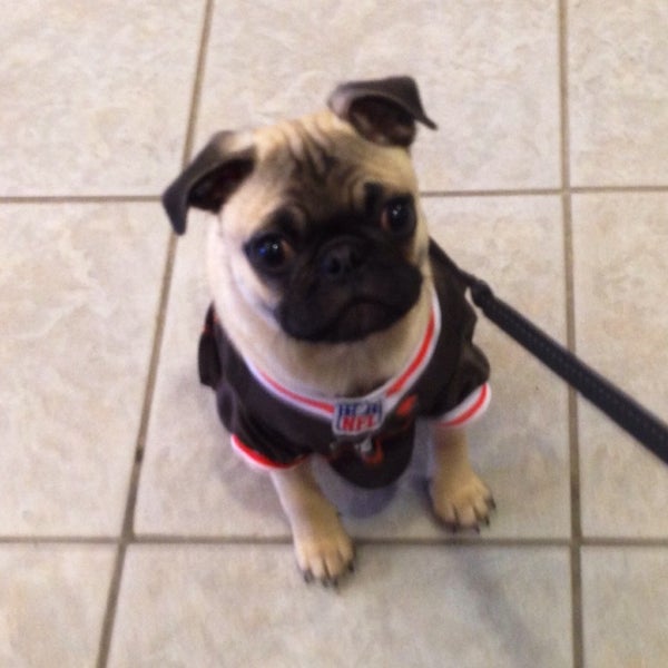 Animal Hospital Inc Veterinarian in Willoughby Hills