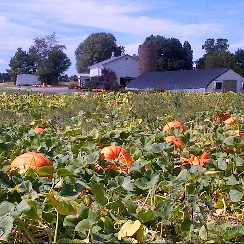 Mount Olympus Berry Farm Farmers Market
