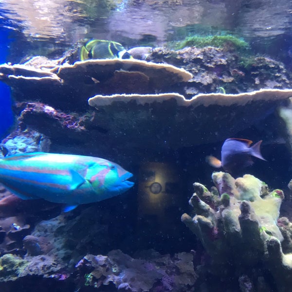 Photo taken at Maui Ocean Center, The Hawaiian Aquarium by Aafreen S. on 10/24/2019