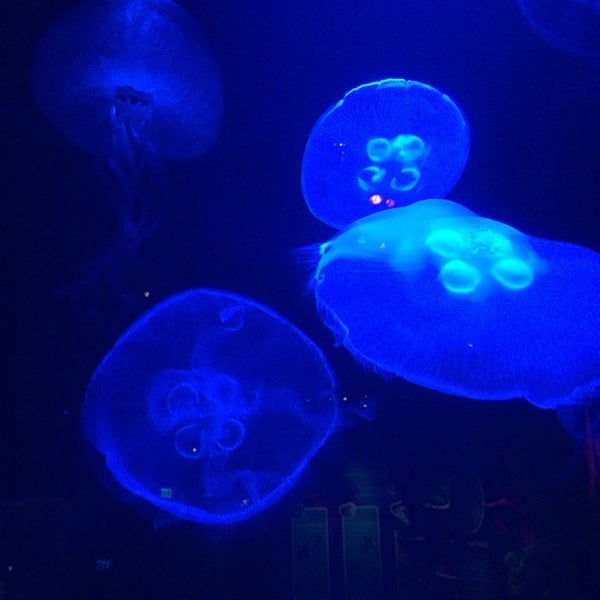 Photo taken at SEA LIFE Charlotte-Concord Aquarium by David M. on 7/8/2014