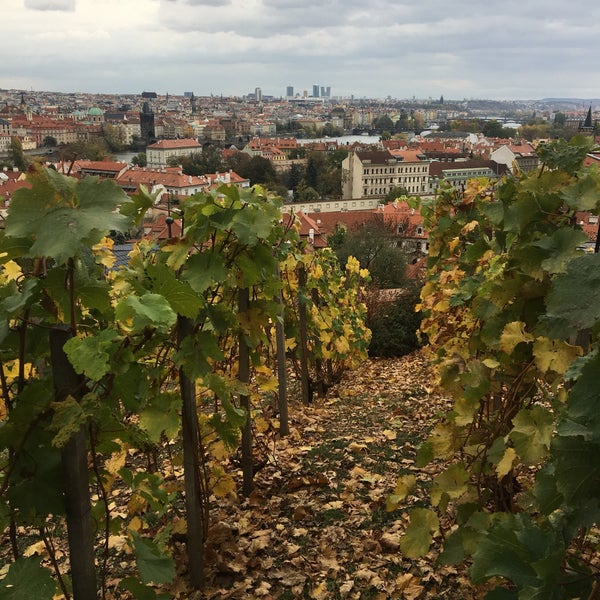 รูปภาพถ่ายที่ Svatováclavská vinice โดย Sorina C. เมื่อ 10/25/2018