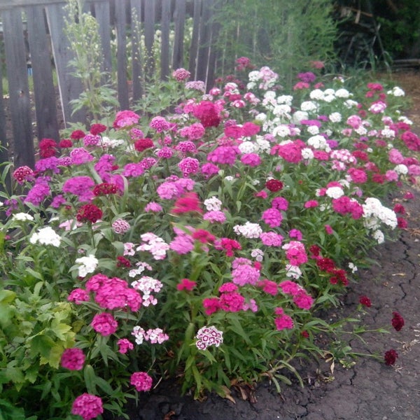 Купить Сад В Барнауле В Авиаторов