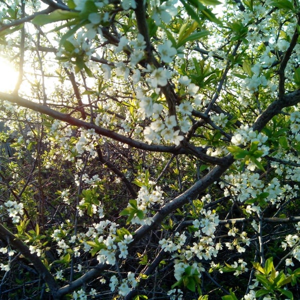 Купить Сад В Барнауле В Авиаторов