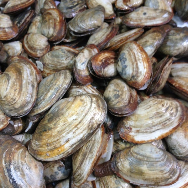 8/18/2013에 Steven W.님이 Aqua Best Seafood, Inc에서 찍은 사진