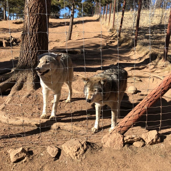 Colorado Wolf and Wildlife Center 5 tips