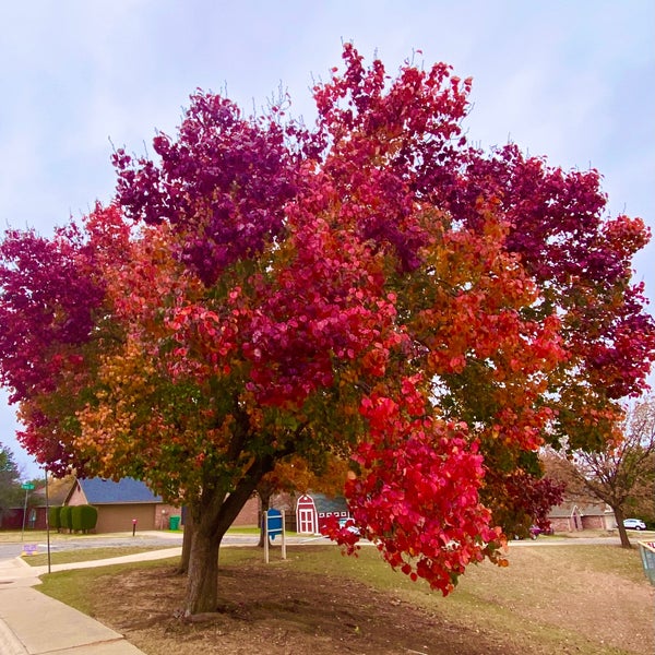 Evers Park Baseball Fields 2 tips from 171 visitors