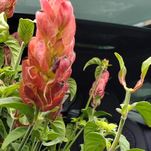 The Franklin Group Nursery St Louis, MO