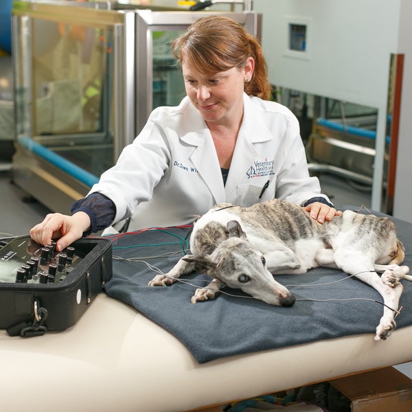 Veterinary Healthcare Associates Veterinarian in Winter Haven