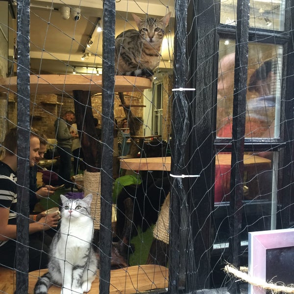 Photo taken at London Cat Village by eric on 10/17/2015