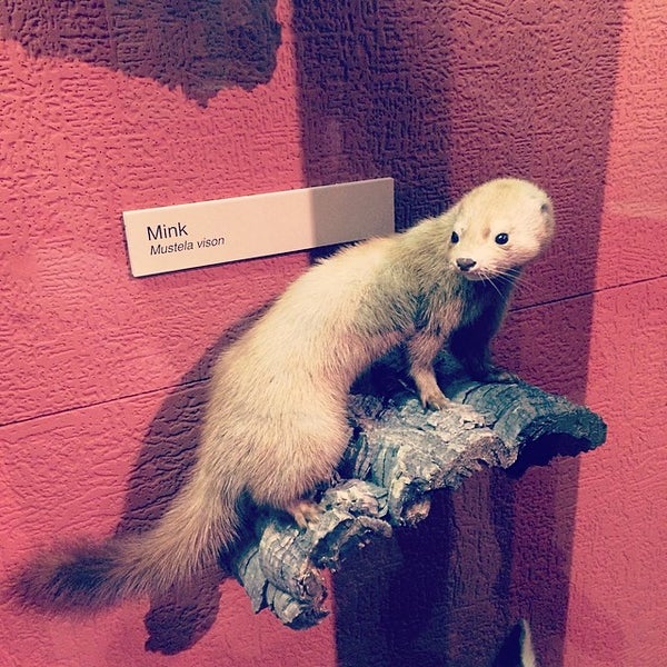 4/27/2014にAlessandro G.がUniversity of Michigan Museum of Natural Historyで撮った写真