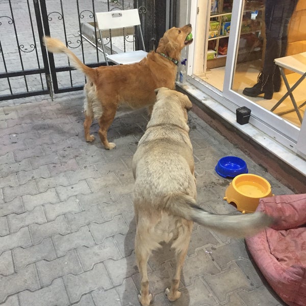 metro market pet shop