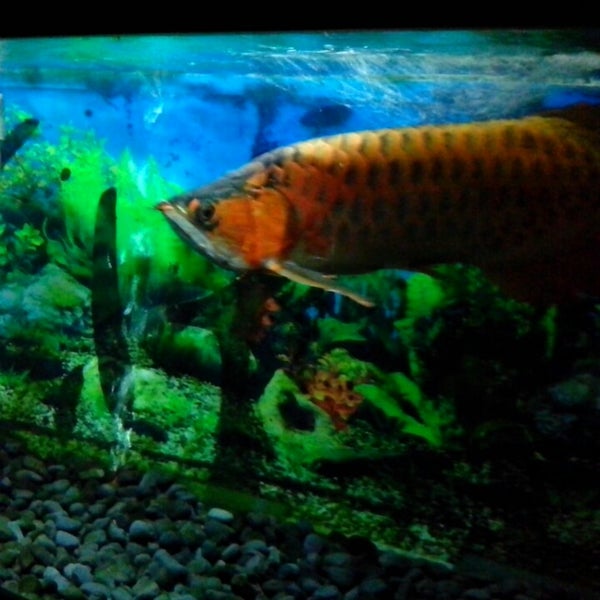 Aquarium taman mini