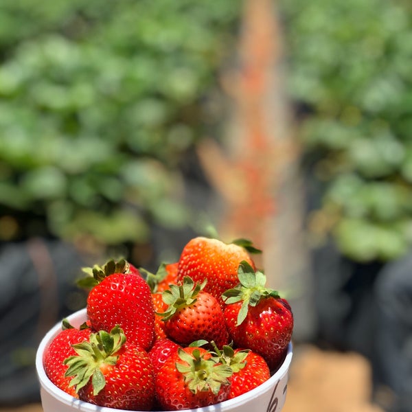 Photo taken at U-Pick Carlsbad Strawberry Co. by KA🌺 on 6/23/2020