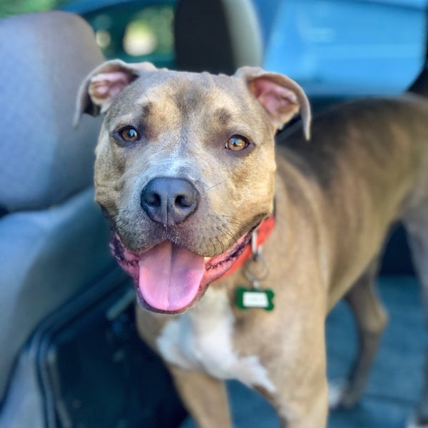 bone a fide dog ranch