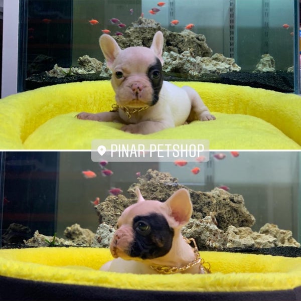 Photos A Pinar Petshop 287 Conseils