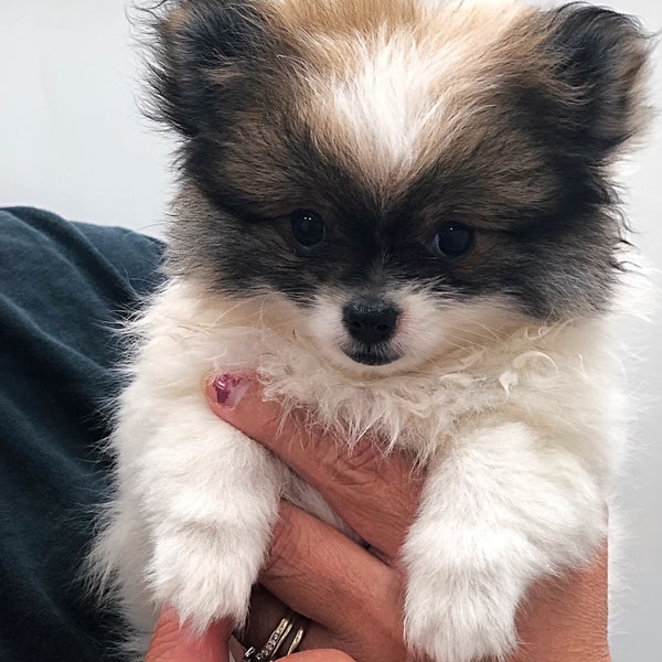 Photo taken at Petland Independence by Mrs C. on 9/13/2019
