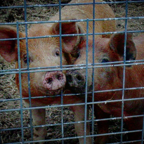 รูปภาพถ่ายที่ Sprout Creek Farm โดย Noah S. เมื่อ 3/13/2016