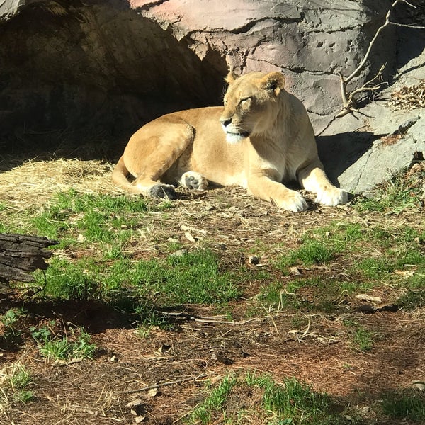 東山動物園 ライオン舎 千種区 3個のtips