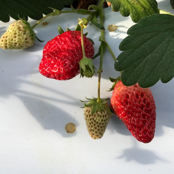 軽井沢ガーデンファーム Farm In Karuizawa