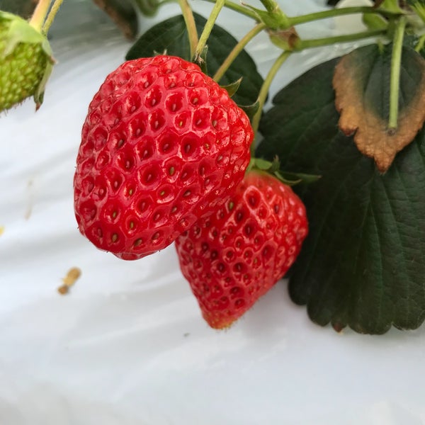 軽井沢ガーデンファーム Farm In Karuizawa