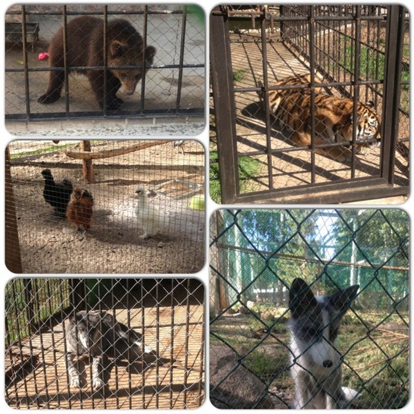 Зоопарк им. Медведь гриша ленин зоопарк. Зверинец 7. Зверинец 7. Двор зоопарк москва.