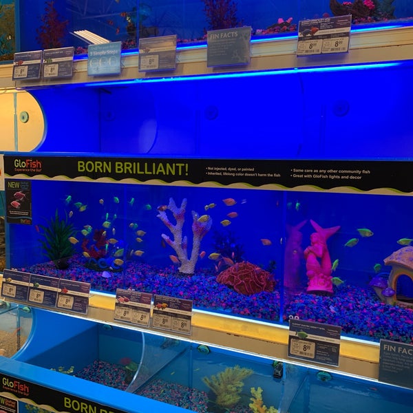 petsmart glofish