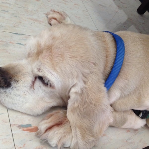 bedford meadows animal hospital