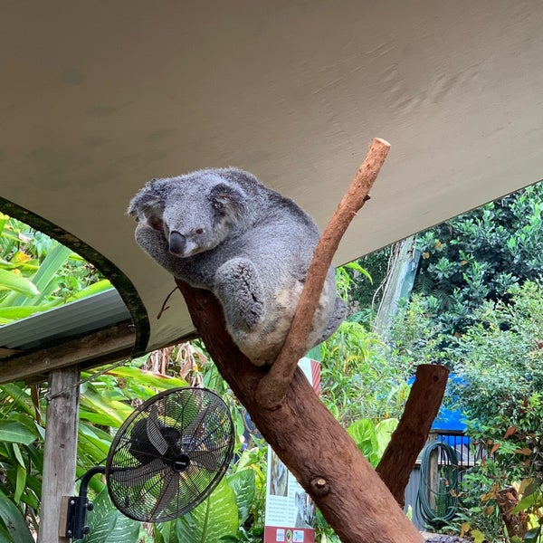 Das Foto wurde bei Kuranda Koala Gardens von Joyce C. am 11/23/2018 aufgenommen
