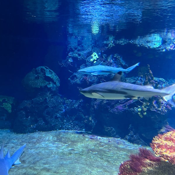 Photo taken at Aquarium Berlin by Vali H. on 4/13/2023