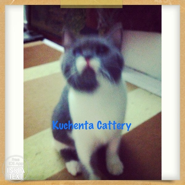 9/18/2014にZetty Noreen R.がPetzilla Cat1Stopで撮った写真
