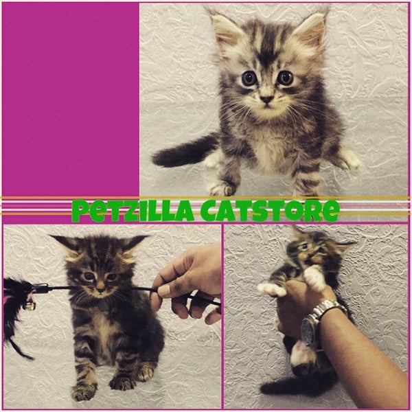 12/19/2014にZetty Noreen R.がPetzilla Cat1Stopで撮った写真