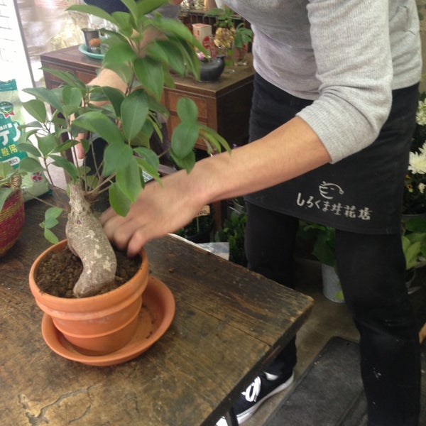 Photos At しろくま生花店 Flower Shop