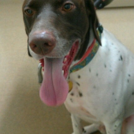 chateau dog & cat hospital