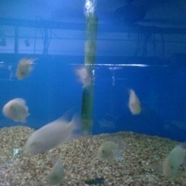 Foto scattata a Austin Aquarium da Rochelle P. il 11/16/2013