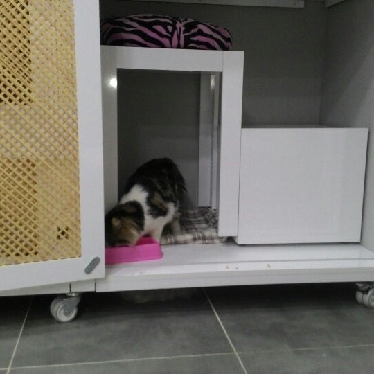 istanbul kedi oteli bahcelievler istanbul istanbul