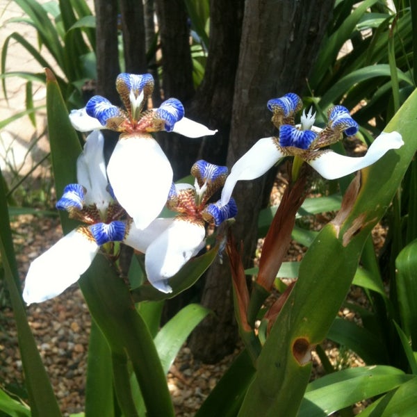 Fujitsu arrows nx f-04g. ирис парадайз пинк. Iris (g) 'олимпийский. Iris g4. ядовитый плющ русская актриса.