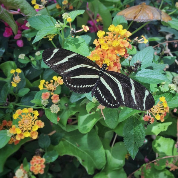 Foto tirada no(a) Butterfly Wonderland por MiMi P. em 4/20/2016