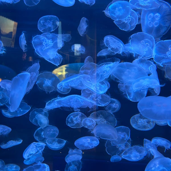 1/17/2024에 Shin님이 Vancouver Aquarium에서 찍은 사진