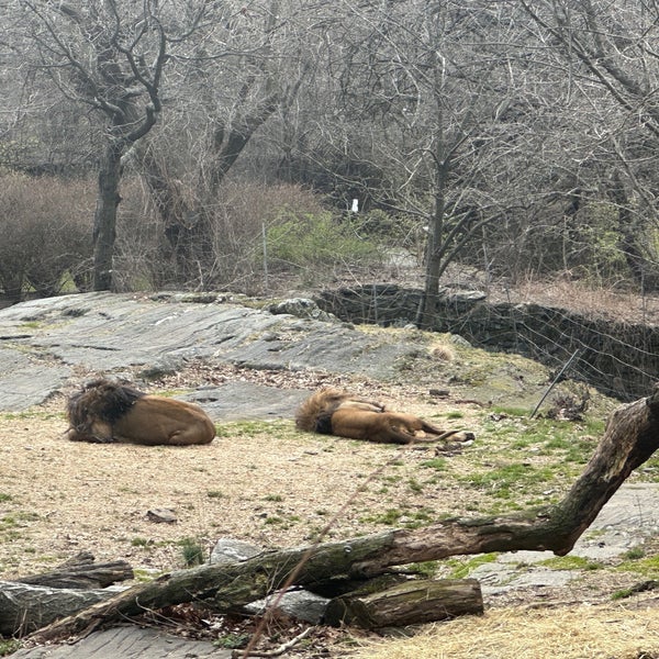 African Lions Bronx Park 411 visitors