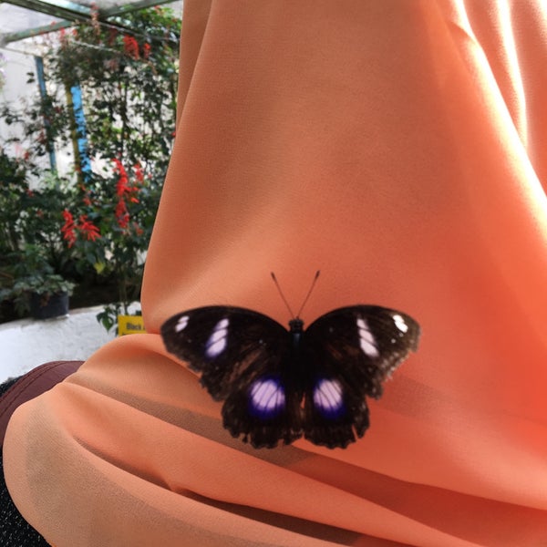 Taman Rama Rama Cameron 1 Tip