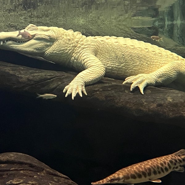 Photo taken at Claude the Albino Alligator by Zach K. on 2/19/2022