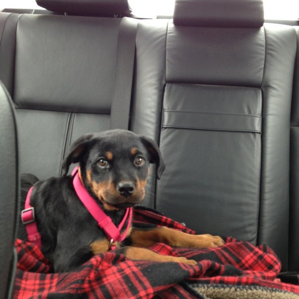 PetSmart Orchard Park, NY