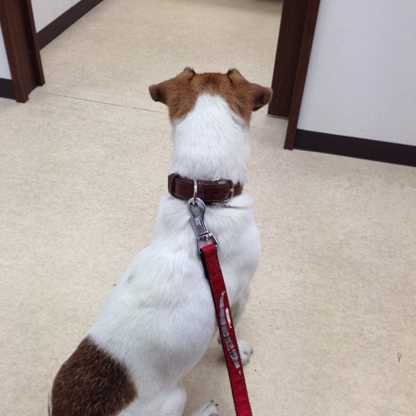 Photos At あいの里動物病院 Veterinarian In 札幌市